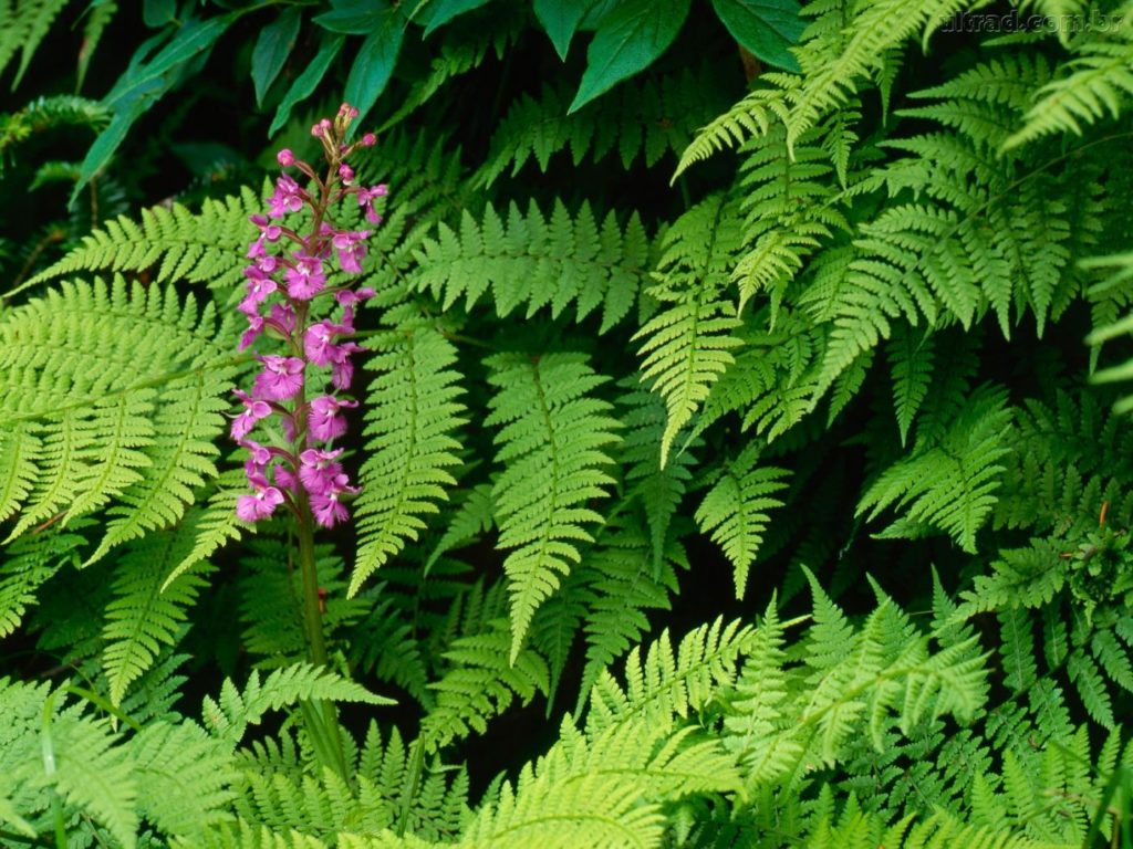 Plantas Terrestres - Samambaia