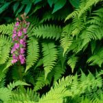 Plantas Terrestres – Samambaia
