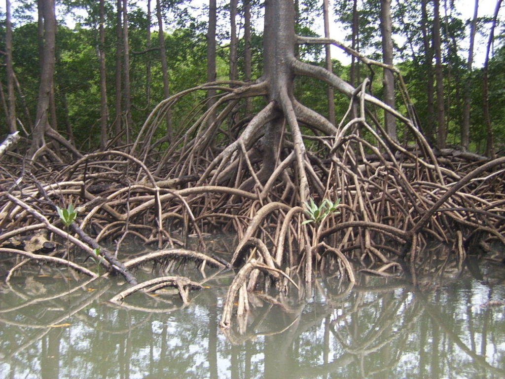 Partes das plantas: raízes