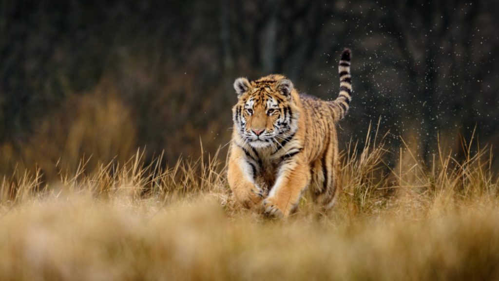 Tigre de Sumatra