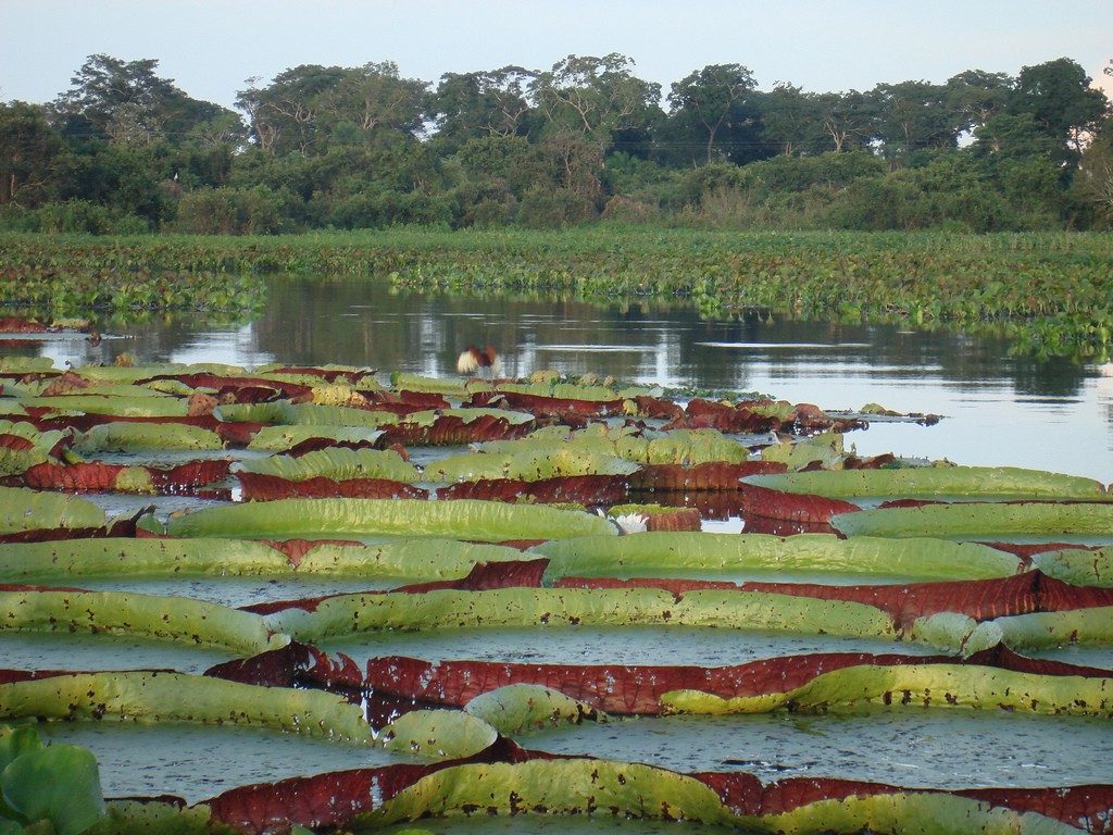 Bioma Pantanal
