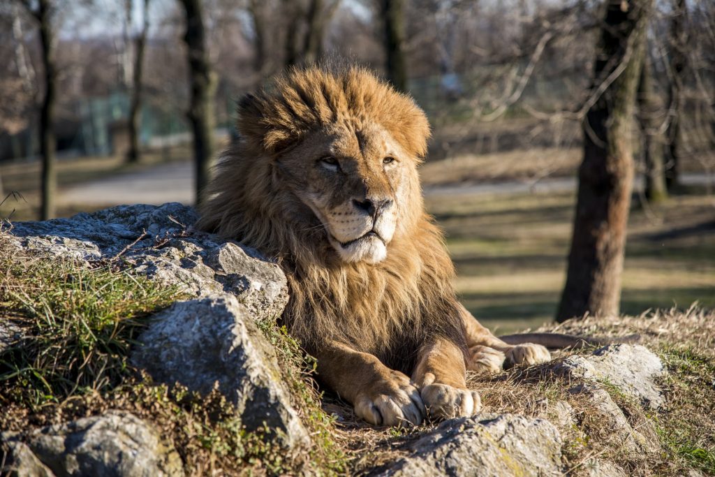 Leão (Panthera leo)