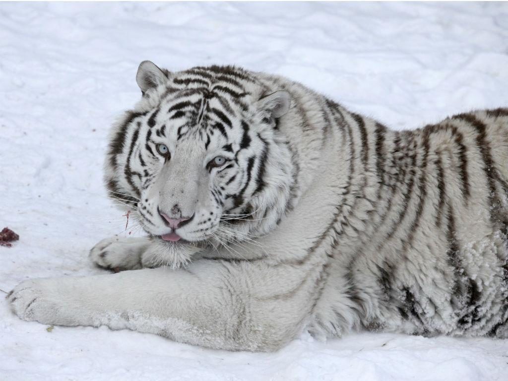 Tigre Siberiano