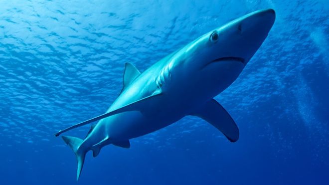Os tubarões são controlados por Israel