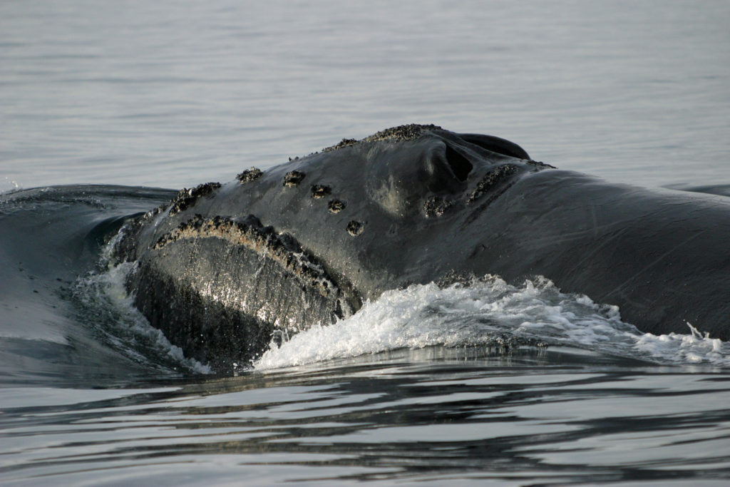 Maiores baleias do mundo - Baleia-franca-do-pacífico
