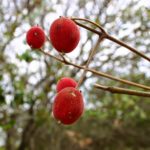 Veludo