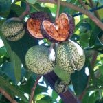 Viavabga African tamarind