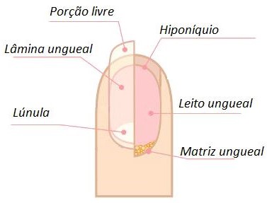 anatomia da unha