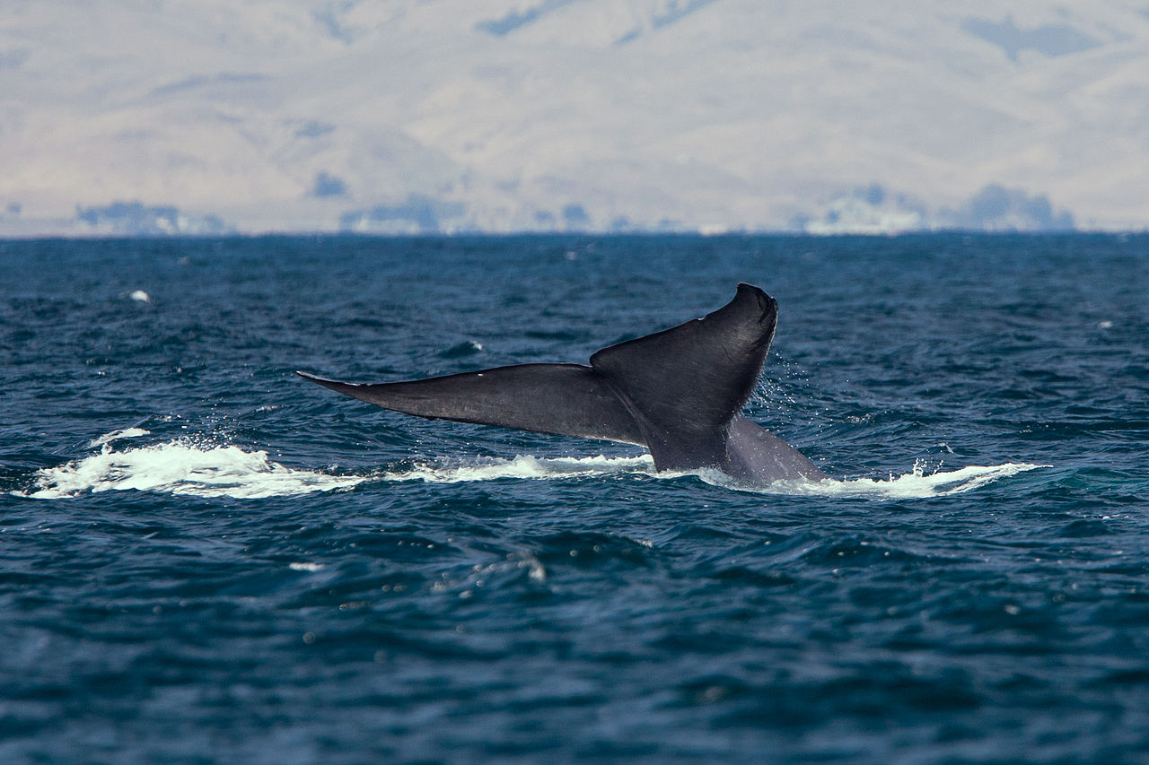 Maiores baleias do mundo
