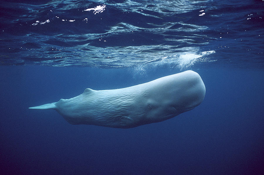Maiores baleias do mundo - Baleia-cachalote