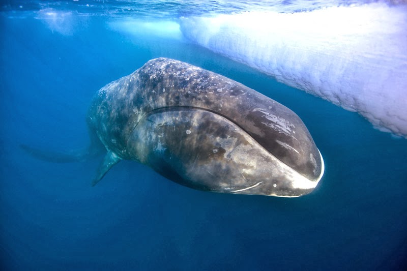 Maiores baleias do mundo - Baleia-da-groenlândia