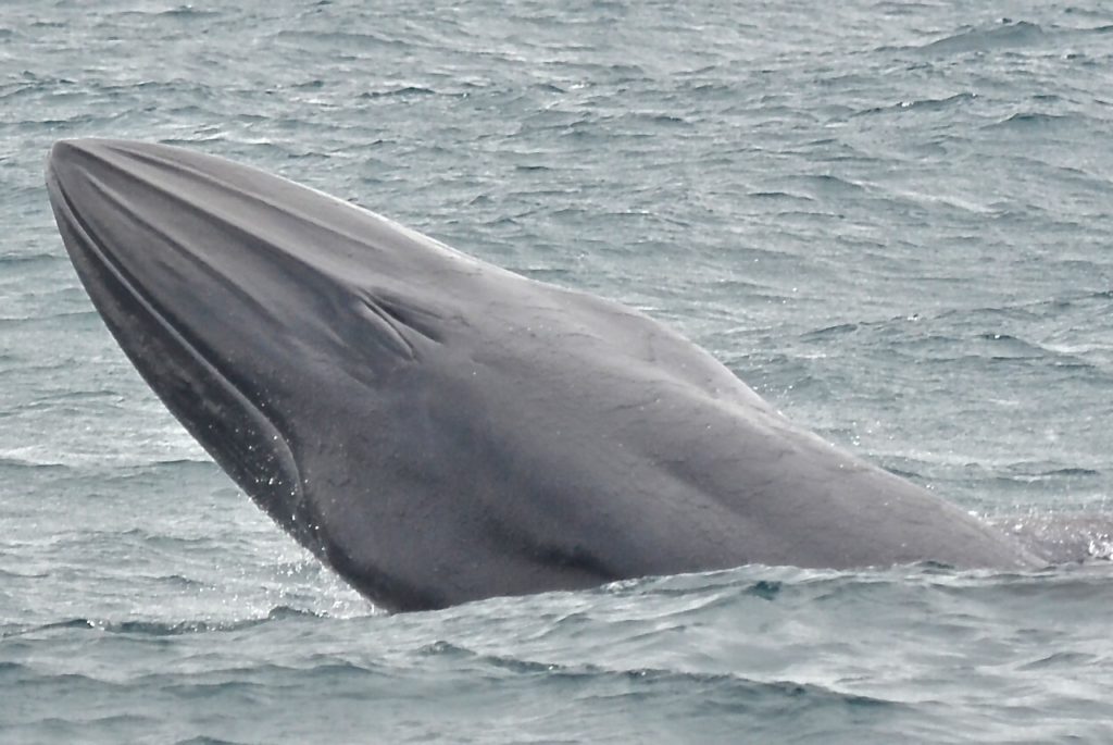 Maiores baleias do mundo - Baleia-de-bryde