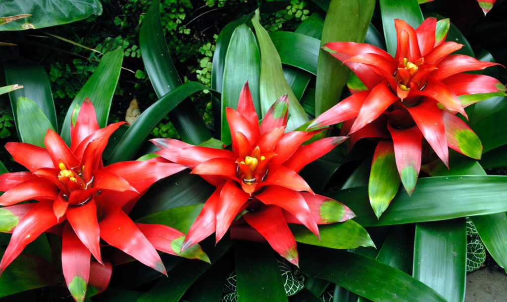 Planta Aérea - Bromélia