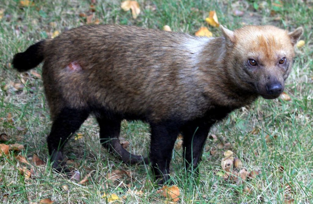 Animais da Amazônia: Cachorro Vinagre