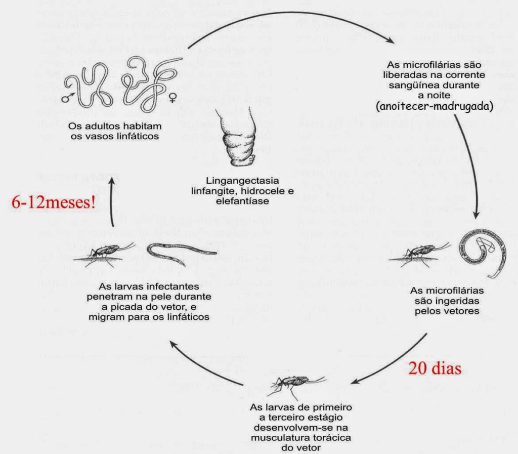 ciclo das filárias