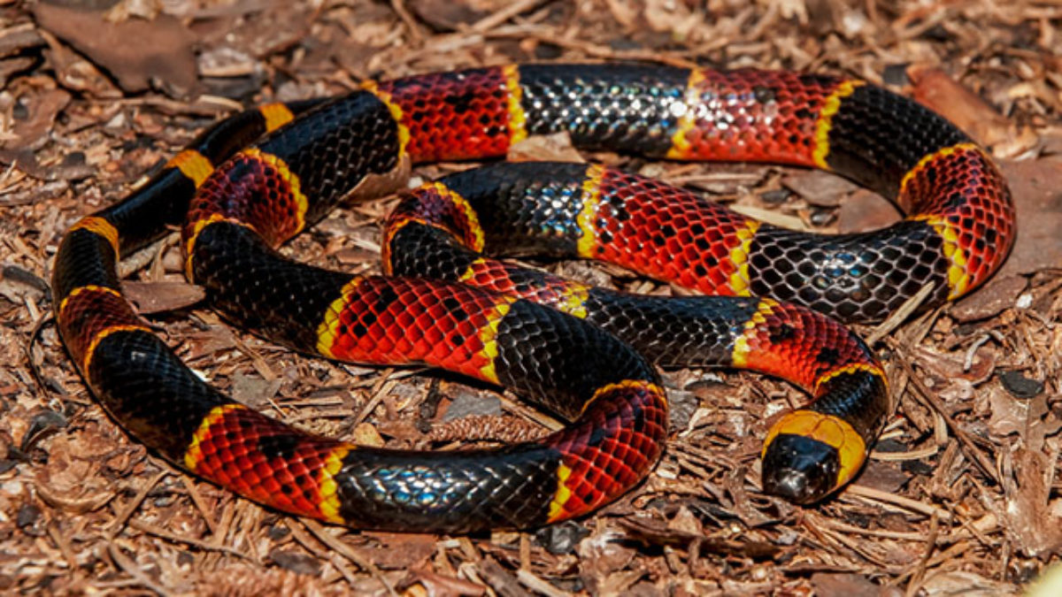 Diga adeus às cobras! Veja truques simples para mantê-las longe do seu quintal