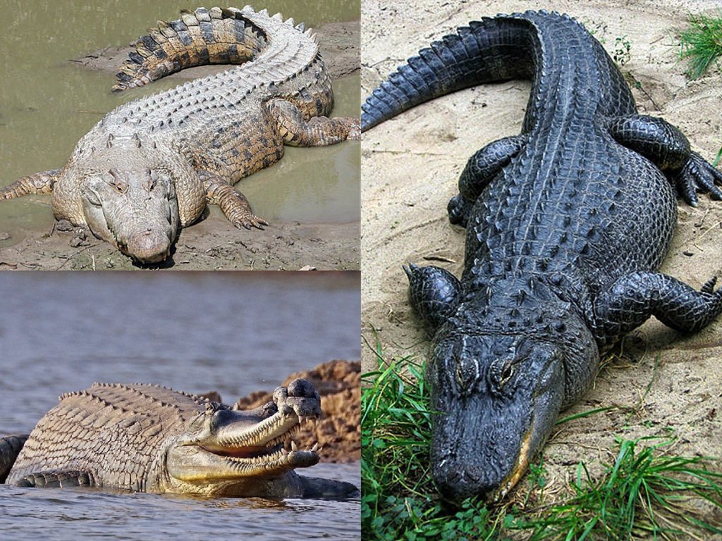 crocodilos