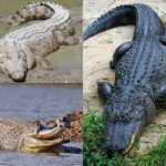 crocodilos