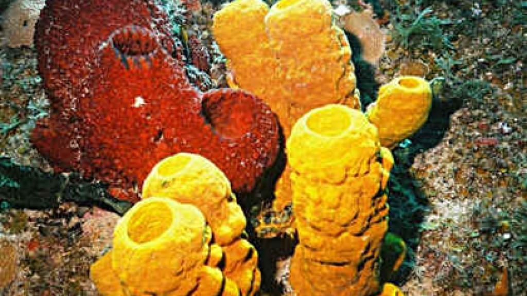 filo porifera