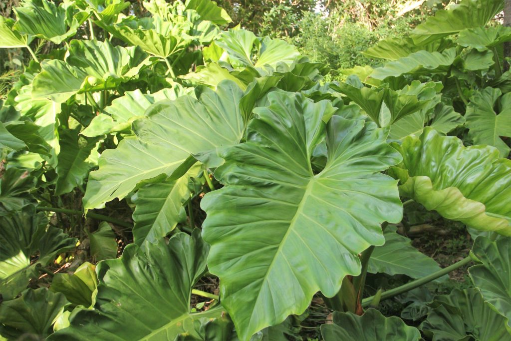Planta Aérea - Filodendro