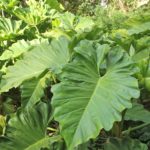 Planta Aérea –  Filodendro