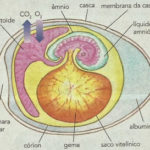ovos repteis