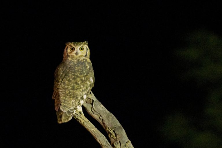 14 Animais noturnos - Hábitos, características, alimentação e exemplos