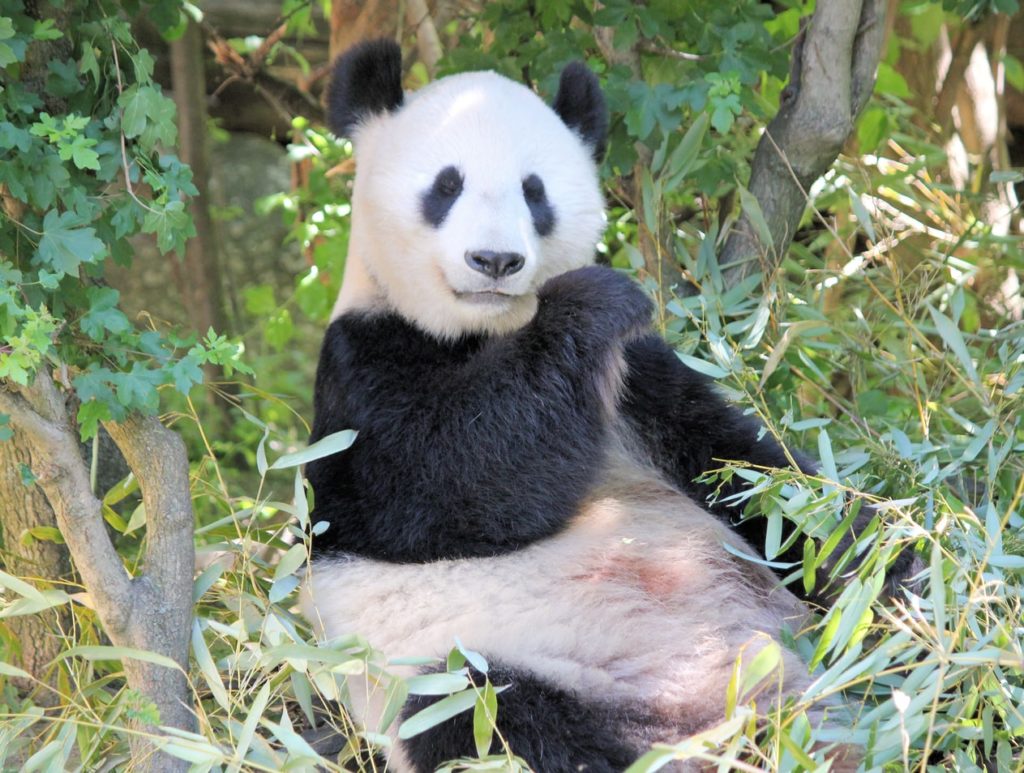 panda