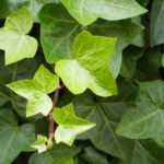 Planta Aérea – Hera