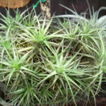 Planta Aérea – Tillandsia