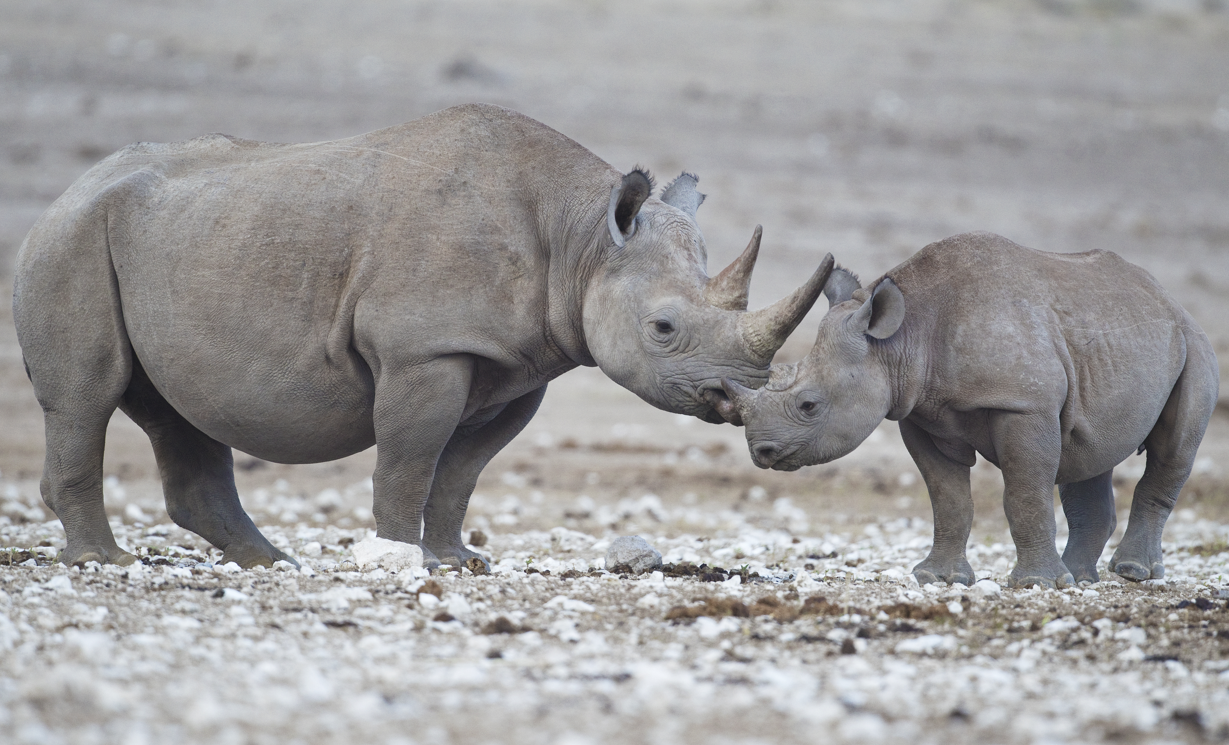 Мезая. Diceros bicornis longipes вымершие Носороговые. Носорог. Носорог вымирающий вид. Черный носорог.
