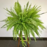 Planta Aérea – Samambaia