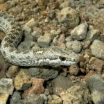 serpentes