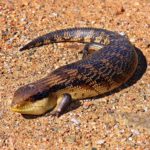 squamata