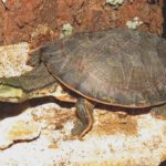 tartaruga