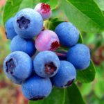 Vaccinium ashei