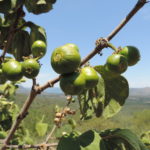 vangueria