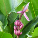 Velvet pink bananas
