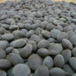 Velvet tamarind