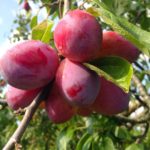 victoria plum