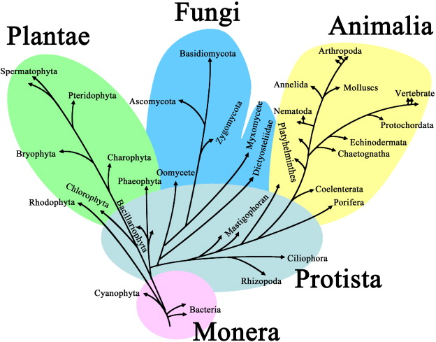 Classificação dos seres vivos - Os 5 reinos da Biologia