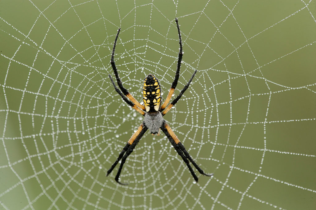 Artrópodes - Aranha e teia