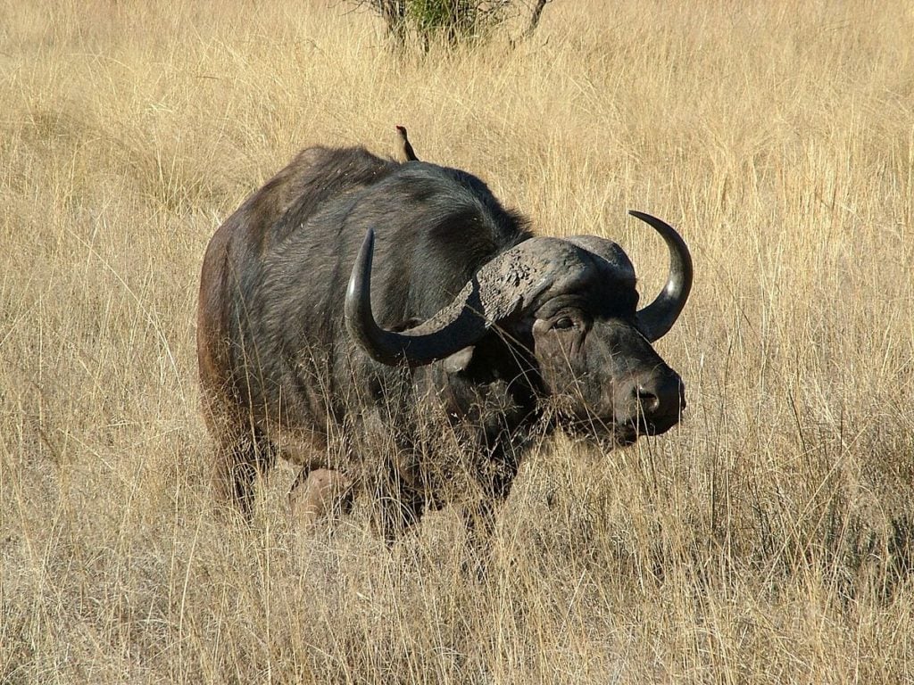 Animal com B búfalo 