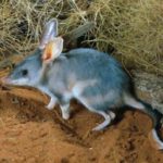 Bilby-pequeno