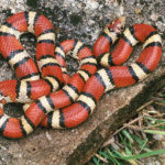Coral falsa – Lampropeltis triangulum