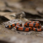 Coral verdadeira – Calliophis bibroni