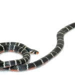Coral verdadeira – Hemibungarus calligaster