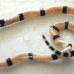Coral verdadeira – Micrurus corallinus