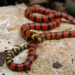 Coral verdadeira – Micrurus diastema