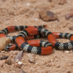 Coral verdadeira – Micrurus frontalis